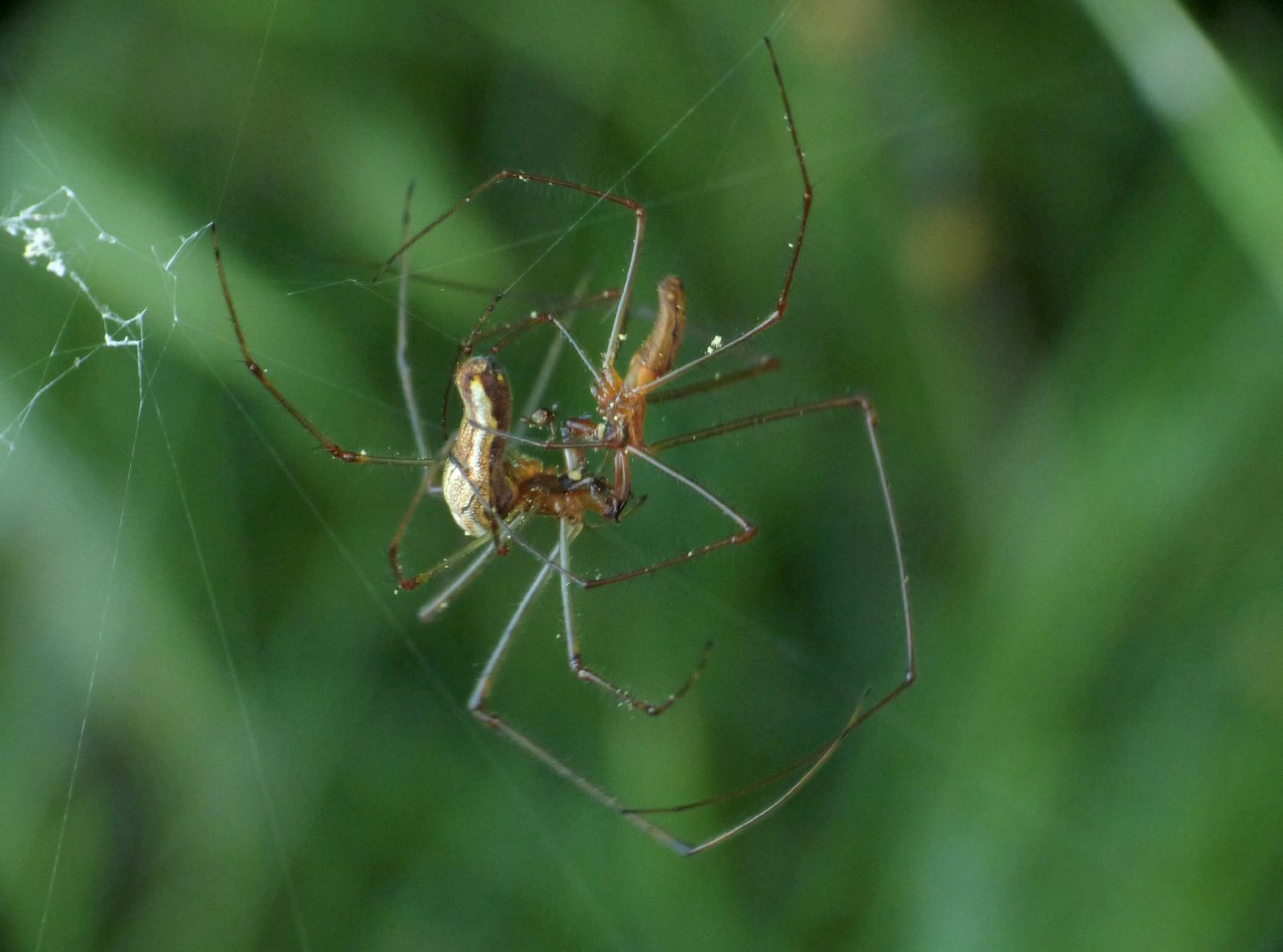 Tetragnatha sp.: baci e abbracci - Roma